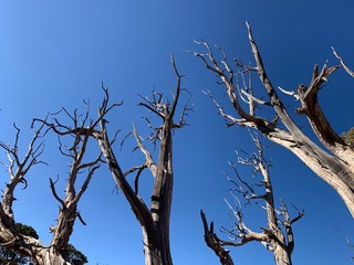Sky and old tree
