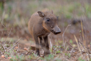 Warthog Baby, baby pig, wild pig