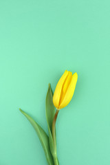 One yellow tulip on green background. Happy mothers day, women's day, wedding and valentines day. Greeting card with copy space