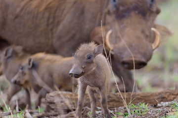 Warthog Baby, baby pig, wild pig © Ozkan Ozmen