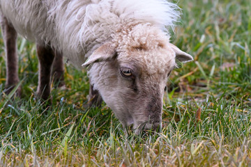 Naklejka na ściany i meble sheep grazing in a field