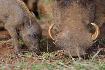 Warthog Baby, baby pig, wild pig
