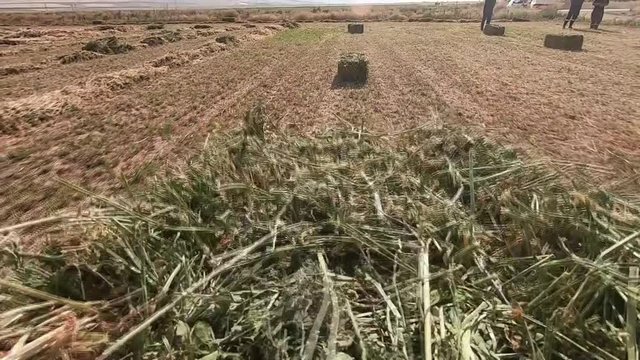 A baler is working in the field. Baling machine. Agricultural activity.
