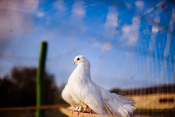 Racing pigeon comes home.Portrait of birds.