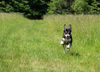 Mixed-breed juvenile dog of Siberian Husky on meadow, playing, running.