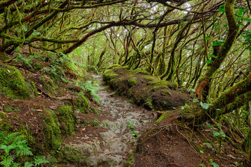 Enchanted forest of Pijaral, Anaga Mountains. Tenerife, Canary Islands. Spain