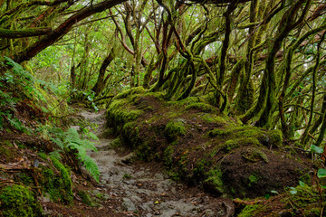 Fototapeta na wymiar Enchanted forest of Pijaral, Anaga Mountains. Tenerife, Canary Islands. Spain