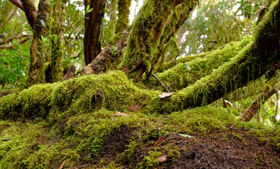 Enchanted forest of Pijaral, Anaga Mountains. Tenerife, Canary Islands. Spain