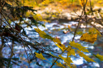Yellow autumn leaves. Clean mountain river in the autumn forest.