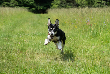 Mixed-breed juvenile dog of Siberian Husky on meadow, playing, running.