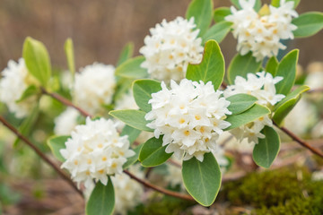 Daphne blagayana Königs-Seidelbast Blüte weiß