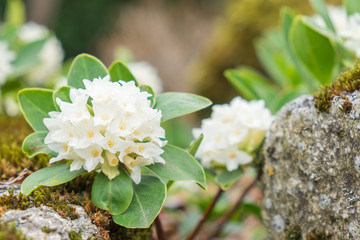 Daphne blagayana Königs-Seidelbast Blüte weiß