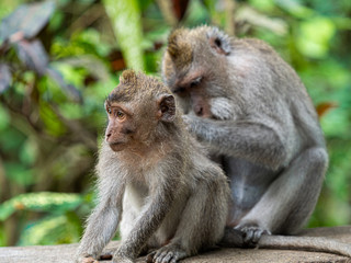Two monkey in the secred monkey forest in Ubud, Bali Indonesia, cleaning the back