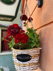 flowers in pot on old wall