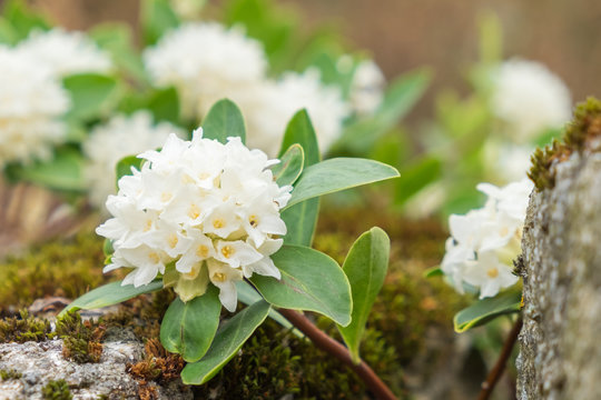 Daphne blagayana K&ouml;nigs-Seidelbast Bl&uuml;te wei&szlig;