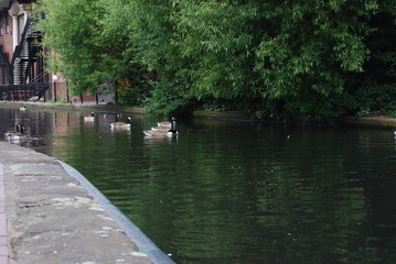 canal animals
