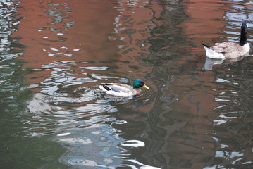 duck in canal
