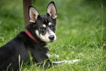 Mixed-breed juvenile dog of Siberian Husky on meadow, playing, running.