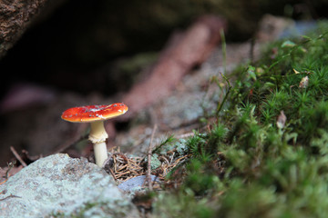 Fliegenpilz Giftpilz Pilz auf einem Stein mit Moos