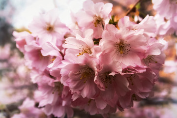 cherry blossom branch in the garden in the sun