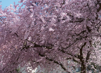 cherry blossom tree
