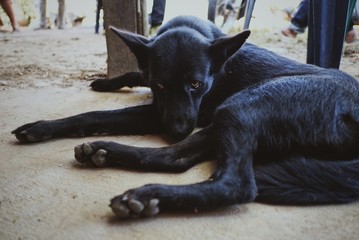 A black dog lying on the ground looking at the camera