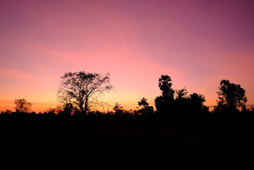 silhouette of tree at sunset