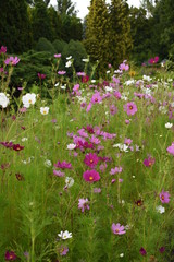 field of pink flowers