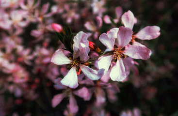 pink flowers in the garden in the sun