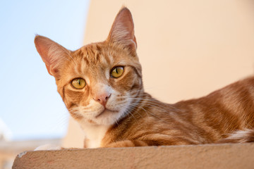 Ginger and white cat on top of a wall