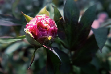 Pink peony Bud in the morning light