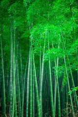 Green background material of vertical bamboo forest.