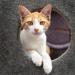 Fototapeta na wymiar White and ginger cat peeping through a round hole