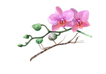 Watercolor illustration " stick Insect Hermagoras cultratolobatu on Orchid flowers"