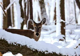 White tailed deer, doe and fawn near city park in Wisconsin