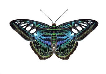 Watercolor illustration " Parthenos Sylvia Butterfly"