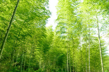 Fototapeta na wymiar In spring, the lush bamboo forest in the sun. A picture with a pure green background.
