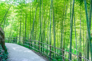 Fototapeta premium In spring, in the sunshine, a path passes through the lush bamboo forest. green background picture.