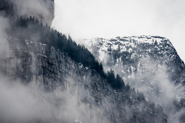foggy mountain with trees