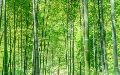 Fototapeta na wymiar In spring, the lush bamboo forest in the sun. A picture with a pure green background.