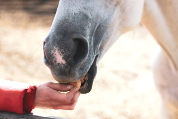 A gray horse eats from a man hand. The concept of trust, help animals. Taming pets.
