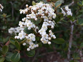 flowers of apple tree in spring