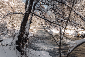 Fototapeta premium trees in winter