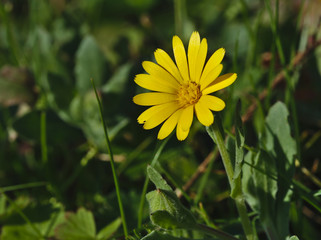 Yellow daisy reflecting the sun