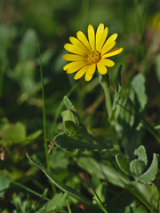 Yellow daisy reflecting the sun