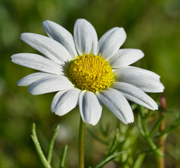 Fototapeta premium Beautiful daisies reflecting the sun's rays