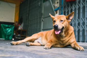 One of brown dog (pure breeds or Thai breeds) 