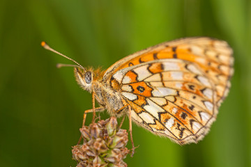 The dark green fritillary (Speyeria aglaja, previously known as Argynnis aglaja) is a species of butterfly in the family Nymphalidae.