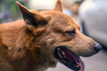 One of brown dog (pure breeds or Thai breeds) 