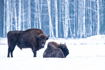 Two European bison on a very cold winter day